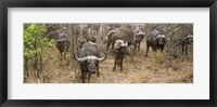 Herd of Cape buffaloes, Kruger National Park, South Africa Fine Art Print