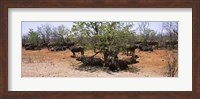 Cape buffaloes resting under thorn trees, Kruger National Park, South Africa Fine Art Print