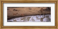 Impalas (Aepyceros Melampus) and a giraffe at a waterhole, Mkuze Game Reserve, Kwazulu-Natal, South Africa Fine Art Print