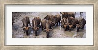 Herd of Blue wildebeests (Connochaetes taurinus) at a waterhole, Mkuze Game Reserve, Kwazulu-Natal, South Africa Fine Art Print