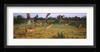 Herd of impalas (Aepyceros Melampus) grazing in a field, Moremi Wildlife Reserve, Botswana Fine Art Print
