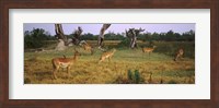 Herd of impalas (Aepyceros Melampus) grazing in a field, Moremi Wildlife Reserve, Botswana Fine Art Print