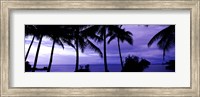 Palm trees on the coast, Colombia (purple horizontal) Fine Art Print