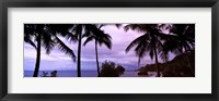 Palm trees on the coast, Colombia (purple sky with clouds) Fine Art Print