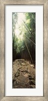Stone path through a Bamboo forest, Oheo Gulch, Seven Sacred Pools, Hana, Maui, Hawaii, USA Fine Art Print
