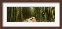 Wooden path surrounded by bamboo, Oheo Gulch, Seven Sacred Pools, Hana, Maui, Hawaii, USA Fine Art Print
