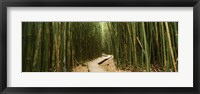 Wooden path surrounded by bamboo, Oheo Gulch, Seven Sacred Pools, Hana, Maui, Hawaii, USA Fine Art Print
