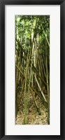Bamboo stems, Oheo Gulch, Seven Sacred Pools, Hana, Maui, Hawaii, USA Fine Art Print