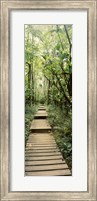 Stepped path surronded by Bamboo shoots, Oheo Gulch, Seven Sacred Pools, Hana, Maui, Hawaii, USA Fine Art Print