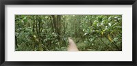 Young bamboo with path, Oheo Gulch, Seven Sacred Pools, Hana, Maui, Hawaii, USA Fine Art Print