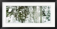 Snow covered evergreen trees at Stevens Pass, Washington State Fine Art Print