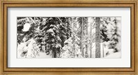 Snow covered evergreen trees at Stevens Pass, Washington State (black and white) Fine Art Print