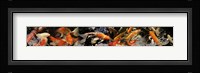 Koi carp Fine Art Print