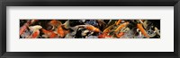 Koi carp Fine Art Print