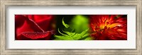 Leaves and red flowers Fine Art Print