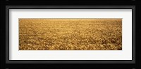 Panorama of amber waves of grain, wheat field in Provence-Alpes-Cote D'Azur, France Fine Art Print
