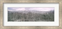 Snow covered forest, Kentucky, USA Fine Art Print