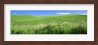 Rolling green hill, Palouse, Whitman County, Washington State, USA Fine Art Print
