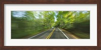Treelined road viewed from a moving vehicle Fine Art Print
