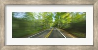 Treelined road viewed from a moving vehicle Fine Art Print