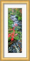 River flowing through a forest, Black River, Upper Peninsula, Michigan (vertical) Fine Art Print