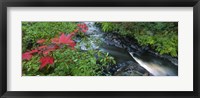 River flowing through a forest, Black River, Upper Peninsula, Michigan (horizontal) Fine Art Print