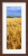 Wheat crop in a field, Willamette Valley, Oregon, USA Fine Art Print