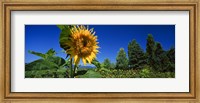 Close up of a sunflower in a field, Hood River, Oregon Fine Art Print