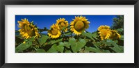Panache Starburst sunflowers in a field, Hood River, Oregon Fine Art Print