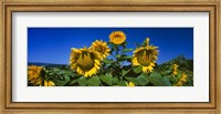 Sunflowers in a field, Hood River, Oregon Fine Art Print