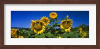Sunflowers in a field, Hood River, Oregon Fine Art Print