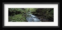 River flowing through a forest, River Lyd, Lydford Gorge, Dartmoor, Devon, England Fine Art Print