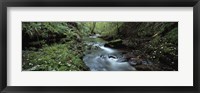 River flowing through a forest, River Lyd, Lydford Gorge, Dartmoor, Devon, England Fine Art Print