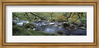 River flowing through a forest, West Dart River, Dartmeet, Devon, England Fine Art Print