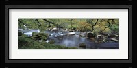River flowing through a forest, West Dart River, Dartmeet, Devon, England Fine Art Print
