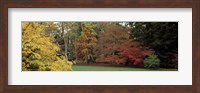 Autumn tree, Gloucestershire, England Fine Art Print