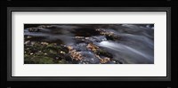 Close-up of Dart River and fallen leaves, Dartmoor, Devon, England Fine Art Print