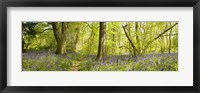 Trees in a forest, Thursford Wood, Norfolk, England Fine Art Print