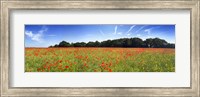 Poppies in a field, Norfolk, England Fine Art Print