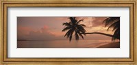 Silhouette of palm trees on the beach at sunrise, Fihalhohi Island, Maldives Fine Art Print