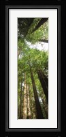 Coast Redwood (Sequoia sempivirens) trees in a forest, California, USA Fine Art Print