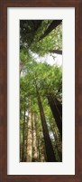 Coast Redwood (Sequoia sempivirens) trees in a forest, California, USA Fine Art Print