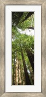 Coast Redwood (Sequoia sempivirens) trees in a forest, California, USA Fine Art Print