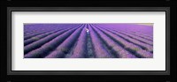Fields of lavender, Provence-Alpes-Cote d'Azur, France Fine Art Print