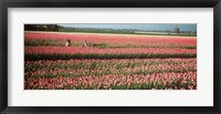 Mother and daughters in field of red tulips, Alkmaar, Netherlands Fine Art Print
