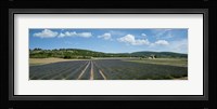 Lavender fields near D701, Simiane-La-Rotonde, Alpes-de-Haute-Provence, Provence-Alpes-Cote d'Azur, France Fine Art Print