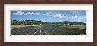 Lavender fields near D701, Simiane-La-Rotonde, Alpes-de-Haute-Provence, Provence-Alpes-Cote d'Azur, France Fine Art Print