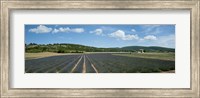 Lavender fields near D701, Simiane-La-Rotonde, Alpes-de-Haute-Provence, Provence-Alpes-Cote d'Azur, France Fine Art Print