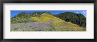 Sunflowers and larkspur wildflowers on hillside, Colorado, USA Fine Art Print