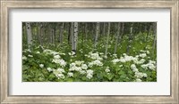 Yarrow and aspen trees along Gothic Road, Mount Crested Butte, Gunnison County, Colorado, USA Fine Art Print